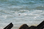 Ocean Life